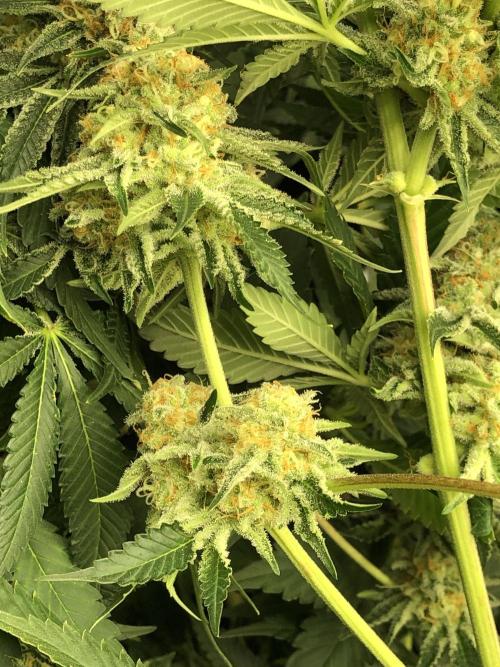 Purple Punch 00 Indoor Scrog Fall. Week 16