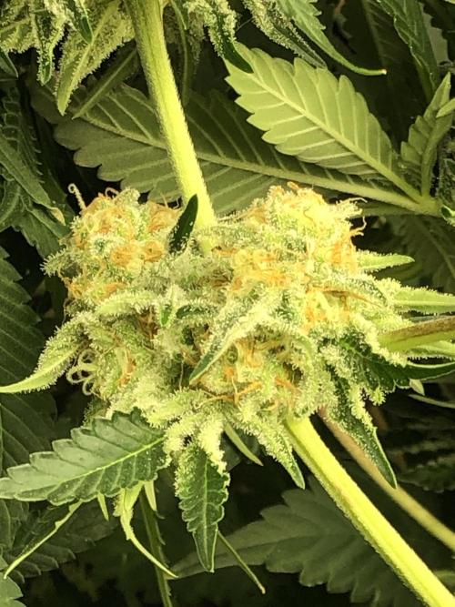 Purple Punch 00 Indoor Scrog Fall. Week 16