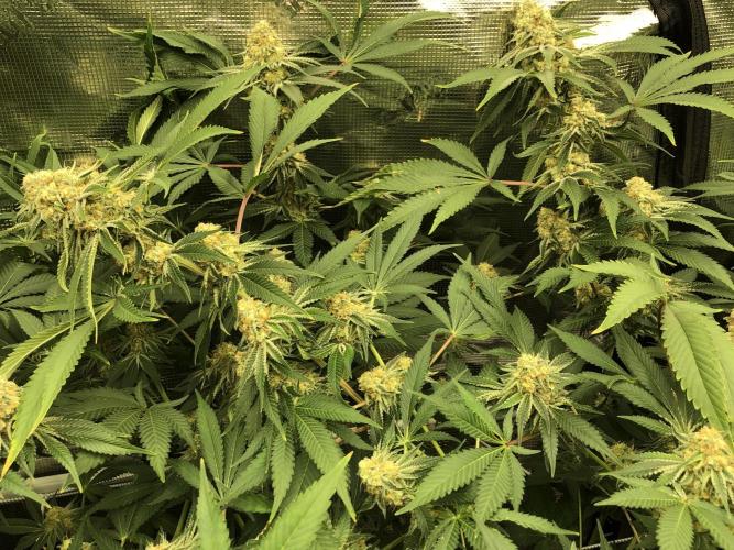 Purple Punch 00 Indoor Scrog Fall. Week 16