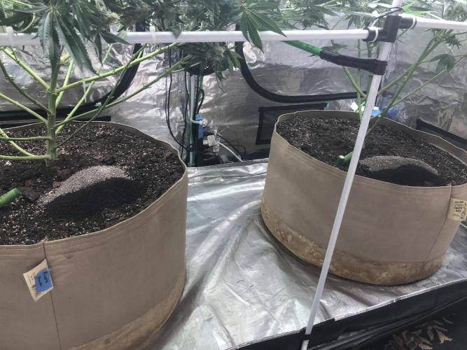 Purple Punch 00 Indoor Scrog Fall. Week 16