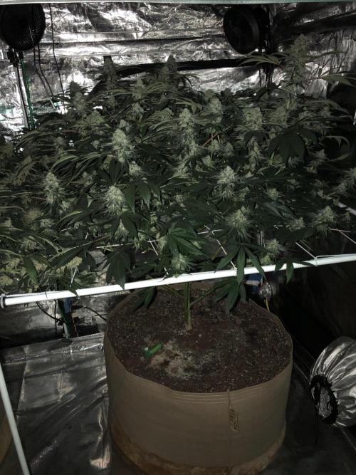 Witches Wedding Seedman Indoor Fall. Week 16