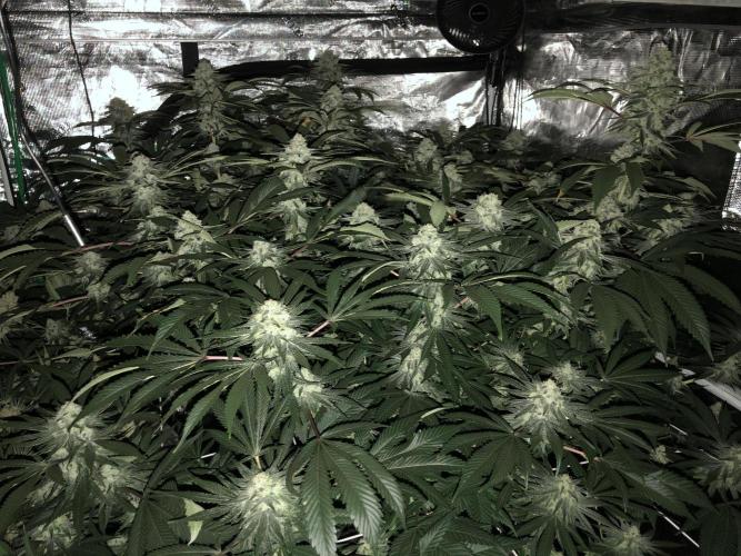 Witches Wedding Seedman Indoor Fall. Week 16