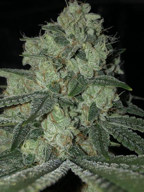 Witches Wedding Seedman Indoor Fall. Week 16