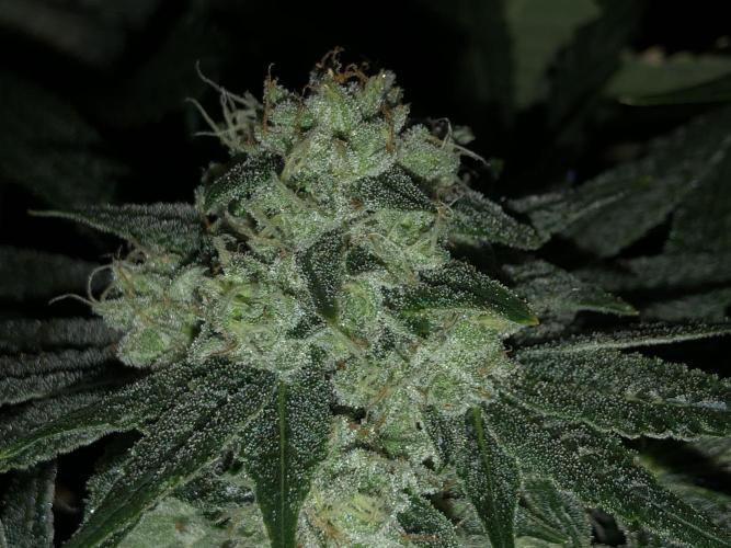 Witches Wedding Seedman Indoor Fall. Week 16