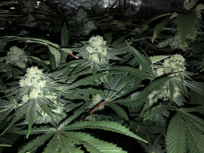 Witches Wedding Seedman Indoor Fall. Week 16