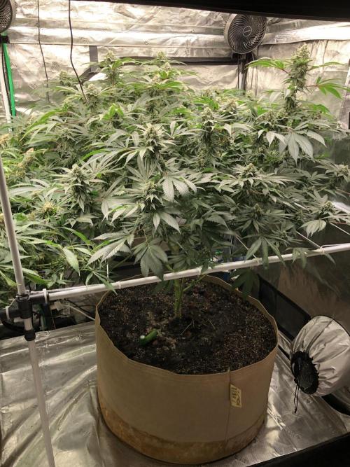 Witches Wedding Seedman Indoor Fall. Week 16