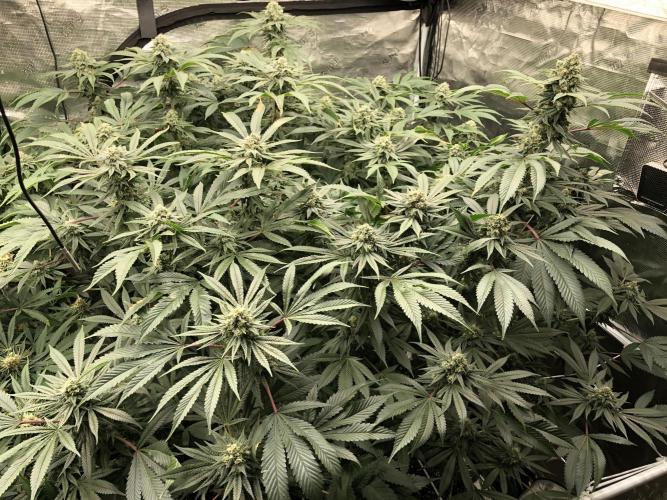 Witches Wedding Seedman Indoor Fall. Week 16