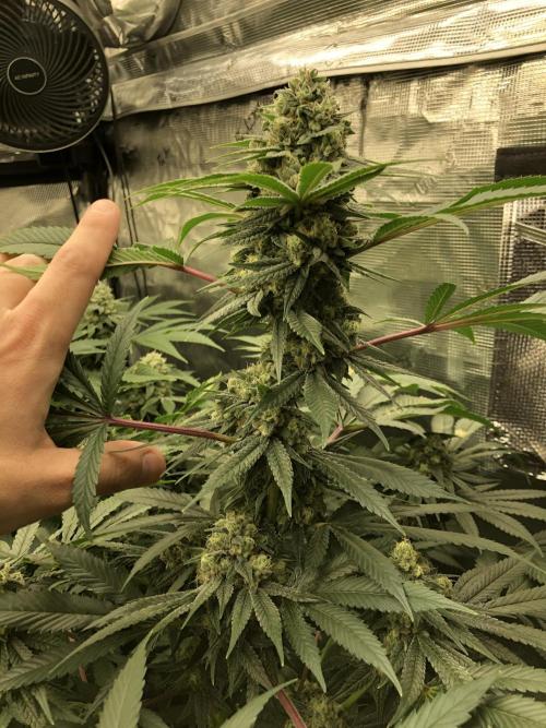 Witches Wedding Seedman Indoor Fall. Week 16