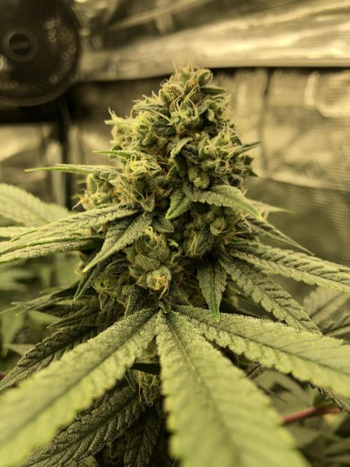 Witches Wedding Seedman Indoor Fall. Week 16