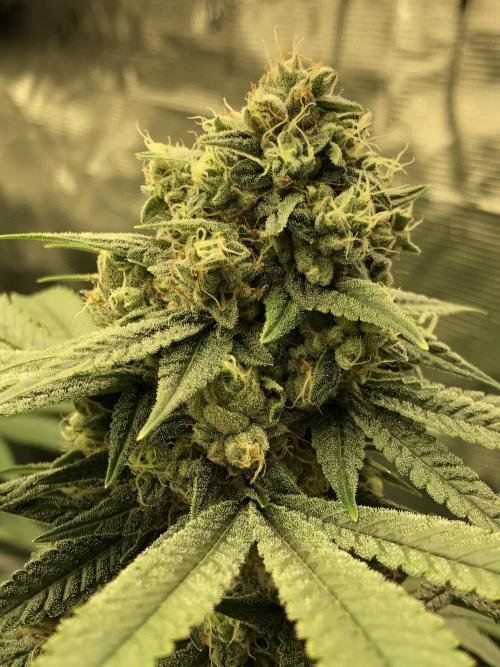 Witches Wedding Seedman Indoor Fall. Week 16