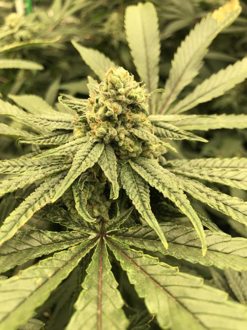 Witches Wedding Seedman Indoor Fall. Week 16