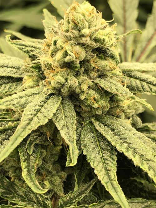 Witches Wedding Seedman Indoor Fall. Week 16