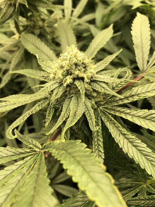 Witches Wedding Seedman Indoor Fall. Week 16