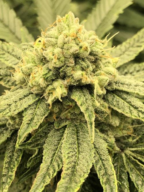 Witches Wedding Seedman Indoor Fall. Week 16