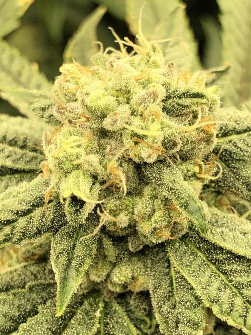 Witches Wedding Seedman Indoor Fall. Week 16