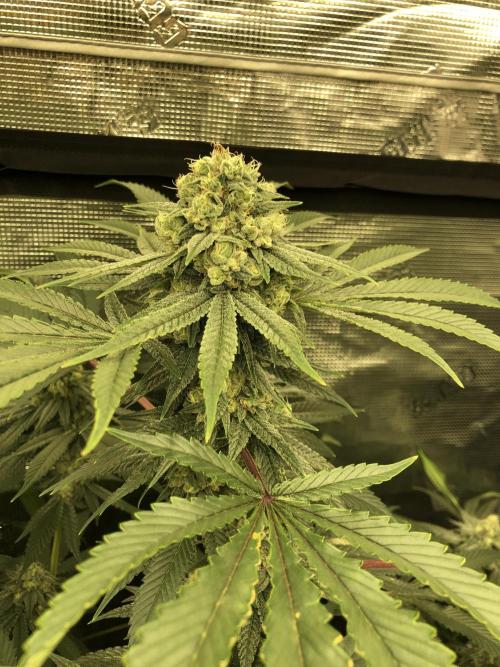 Witches Wedding Seedman Indoor Fall. Week 16