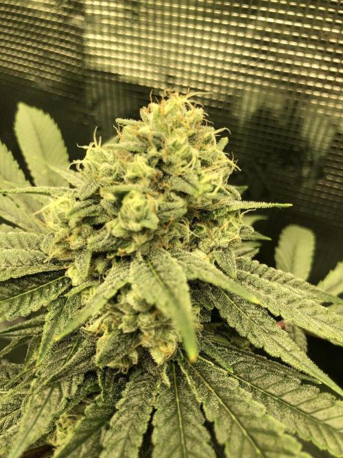 Witches Wedding Seedman Indoor Fall. Week 16