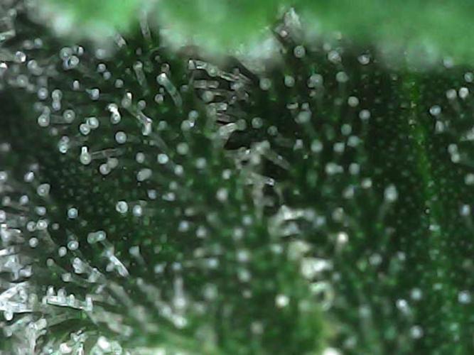 Gorilla Melon Fast Buds Indoor Fall. Week 17