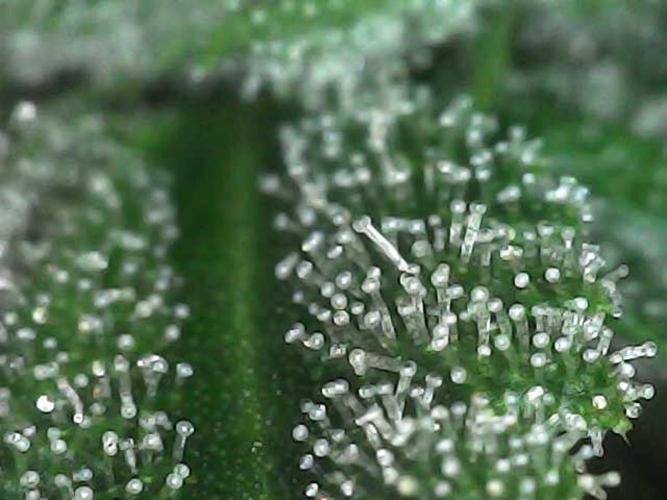 Gorilla Melon Fast Buds Indoor Fall. Week 17