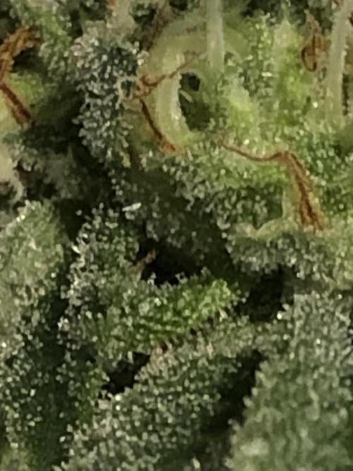 Gorilla Melon Fast Buds Indoor Fall. Week 17