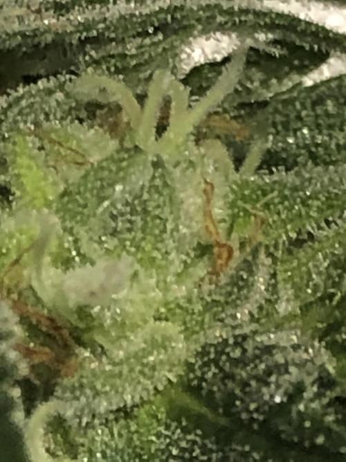 Gorilla Melon Fast Buds Indoor Fall. Week 17