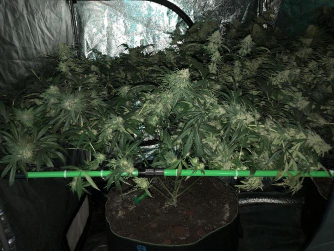 Gorilla Melon Fast Buds Indoor Fall. Week 17