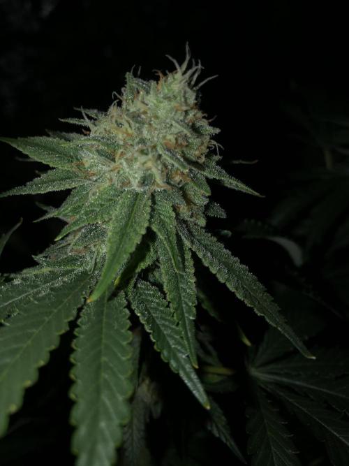 Gorilla Melon Fast Buds Indoor Fall. Week 17