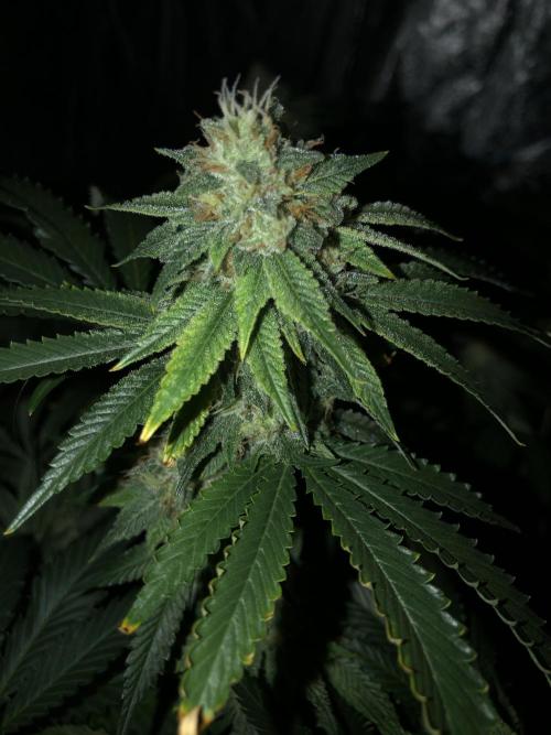 Gorilla Melon Fast Buds Indoor Fall. Week 17