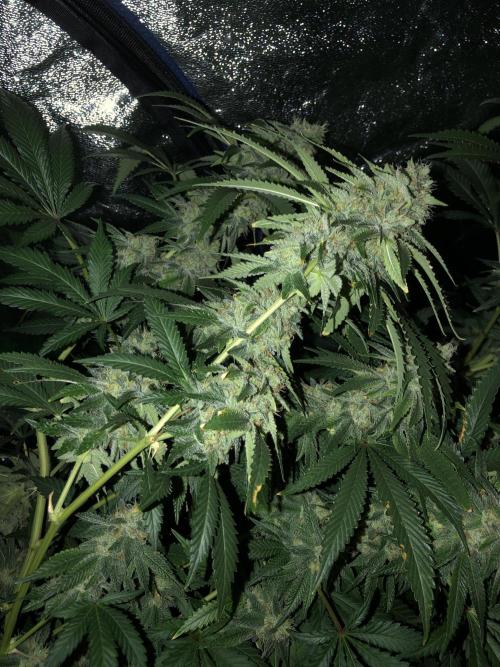 Gorilla Melon Fast Buds Indoor Fall. Week 17