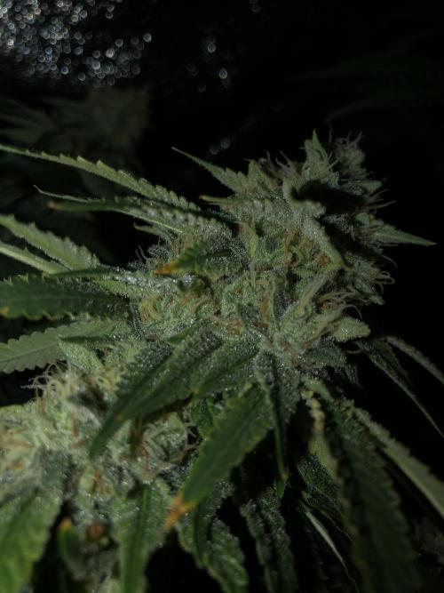 Gorilla Melon Fast Buds Indoor Fall. Week 17