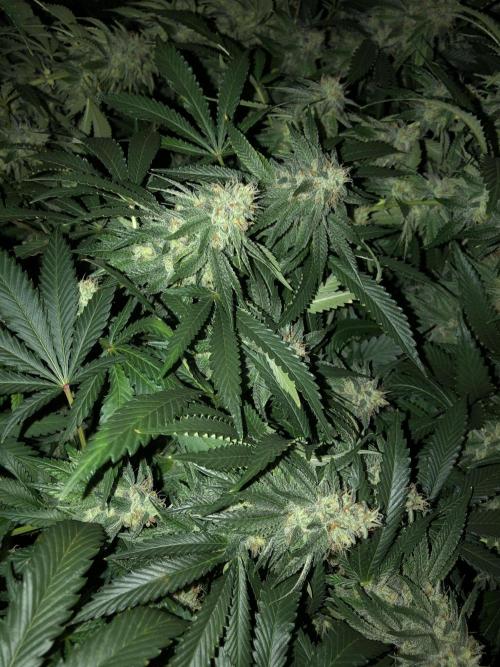 Gorilla Melon Fast Buds Indoor Fall. Week 17