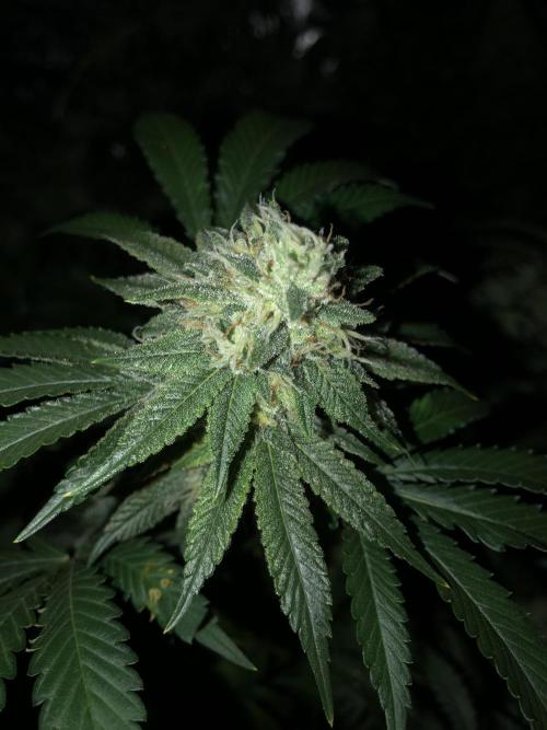 Gorilla Melon Fast Buds Indoor Fall. Week 17