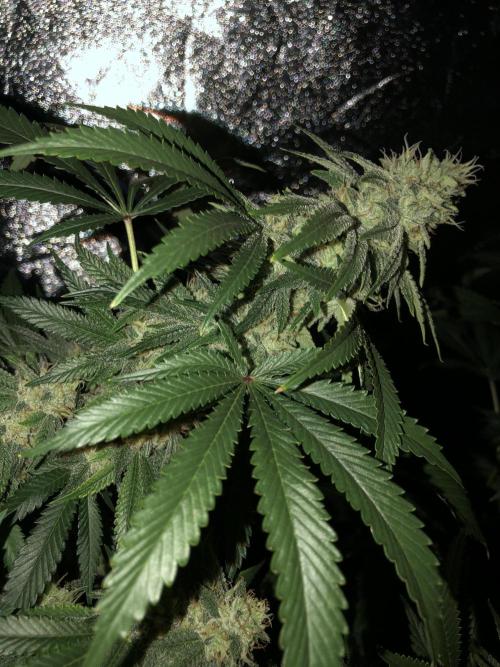 Gorilla Melon Fast Buds Indoor Fall. Week 17