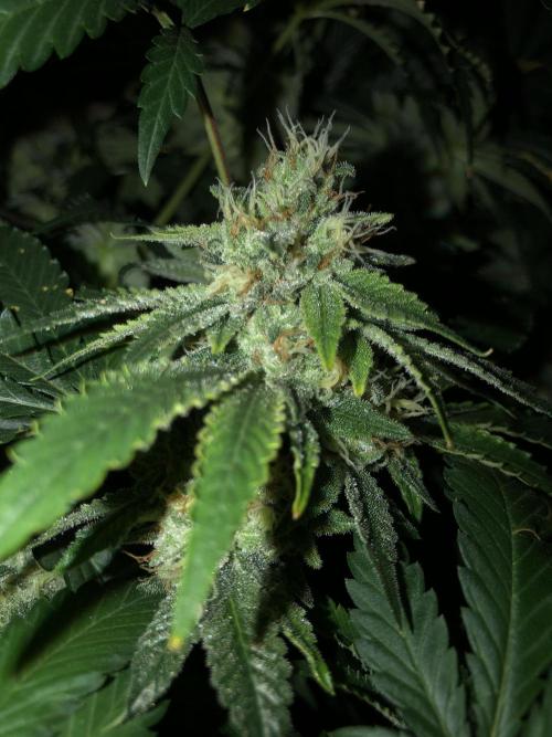 Gorilla Melon Fast Buds Indoor Fall. Week 17