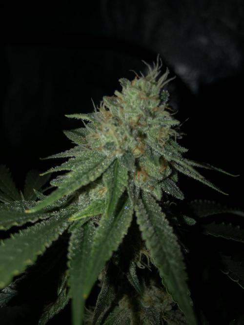 Gorilla Melon Fast Buds Indoor Fall. Week 17