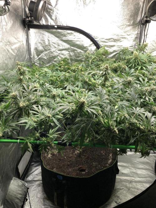 Gorilla Melon Fast Buds Indoor Fall. Week 17