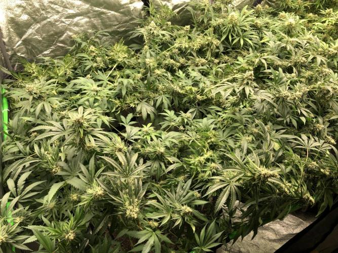 Gorilla Melon Fast Buds Indoor Fall. Week 17