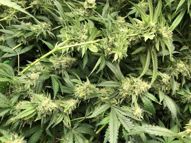 Gorilla Melon Fast Buds Indoor Fall. Week 17