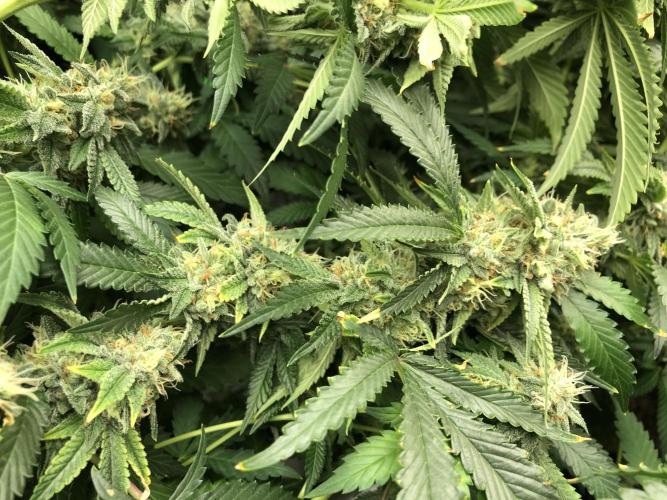 Gorilla Melon Fast Buds Indoor Fall. Week 17