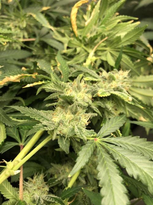 Gorilla Melon Fast Buds Indoor Fall. Week 17