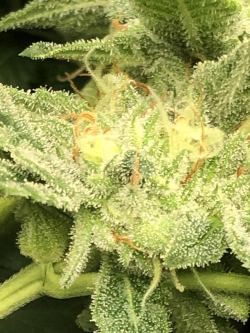 Gorilla Melon Fast Buds Indoor Fall. Week 17