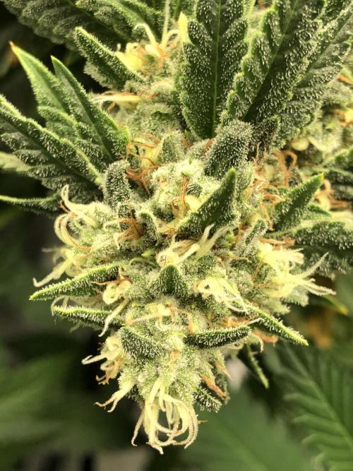 Gorilla Melon Fast Buds Indoor Fall. Week 17