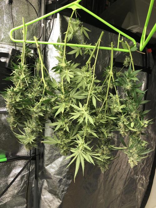 Gorilla Melon Fast Buds Indoor Fall. Week 17