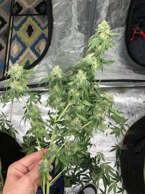 Gorilla Melon Fast Buds Indoor Fall. Week 17