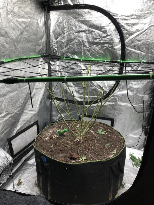 Gorilla Melon Fast Buds Indoor Fall. Week 17