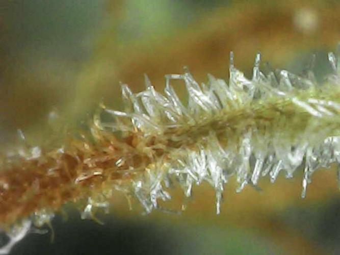 Euphoria Divine Seeds Indoor Fall. Week 17