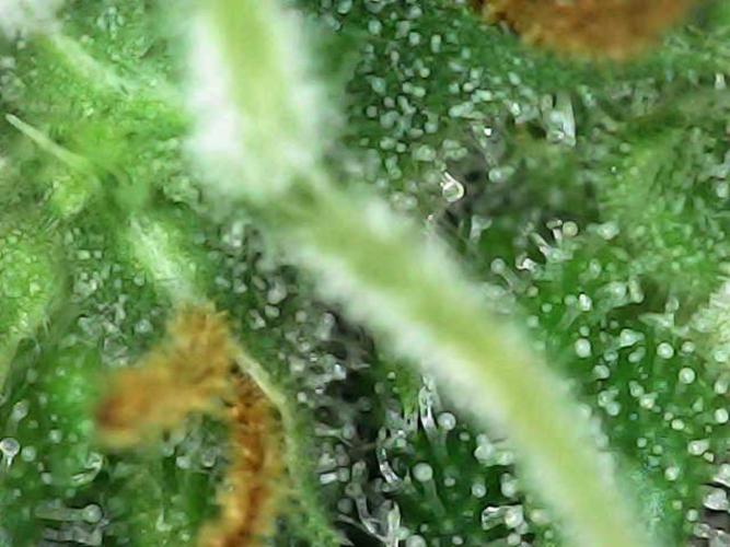 Euphoria Divine Seeds Indoor Fall. Week 17