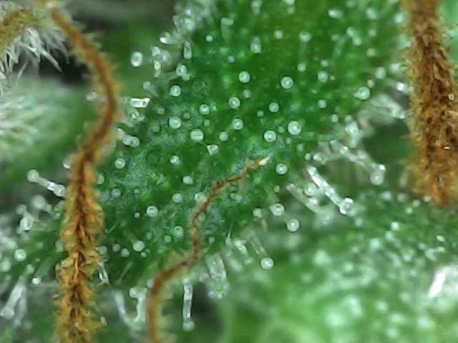 Euphoria Divine Seeds Indoor Fall. Week 17