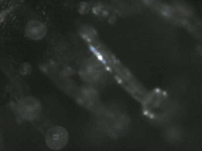 Euphoria Divine Seeds Indoor Fall. Week 17