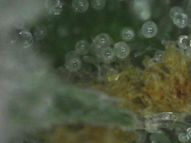 Euphoria Divine Seeds Indoor Fall. Week 17